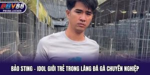 Bảo Sting - Idol Giới Trẻ Trong Làng Đá Gà Chuyên Nghiệp