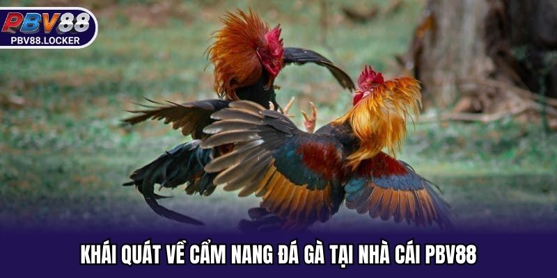 Khái quát về cẩm nang đá gà tại nhà cái PBV88