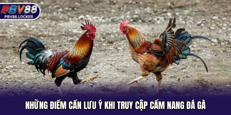 Những điểm cần lưu ý khi truy cập cẩm nang đá gà