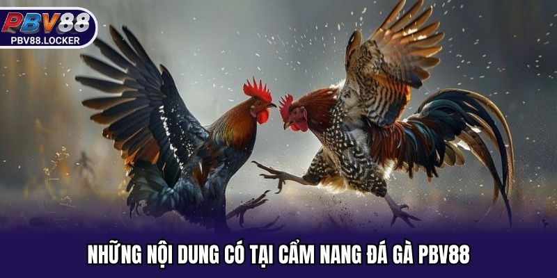 Những nội dung có tại cẩm nang đá gà PBV88