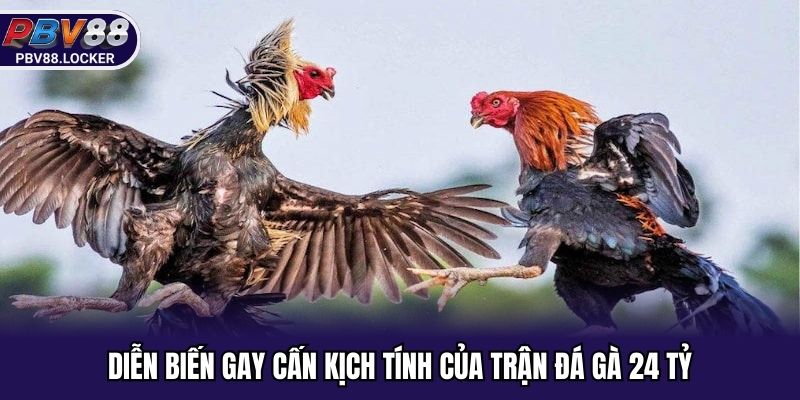 Diễn biến gay cấn kịch tính của trận đá gà 24 tỷ