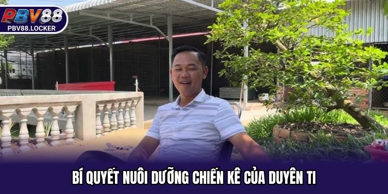 Bí quyết nuôi dưỡng chiến kê của Duyên Ti