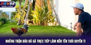 Những trận đấu đá gà trực tiếp làm nên tên tuổi Duyên Ti