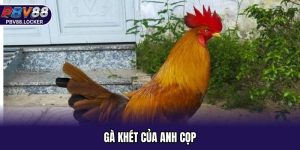Gà Khét Của Anh Cọp - Đẳng Cấp Chiến Binh Thực Thụ