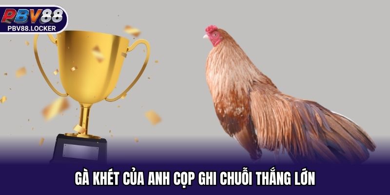 Gà khét của anh Cọp ghi chuỗi thắng lớn