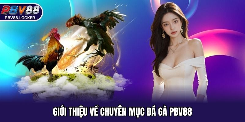 Giới thiệu về chuyên mục đá gà PBV88