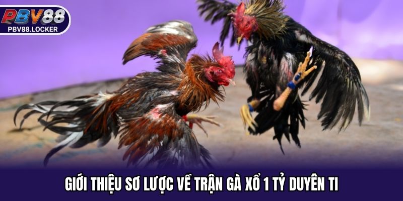 Giới thiệu sơ lược về trận gà xổ 1 tỷ duyên ti