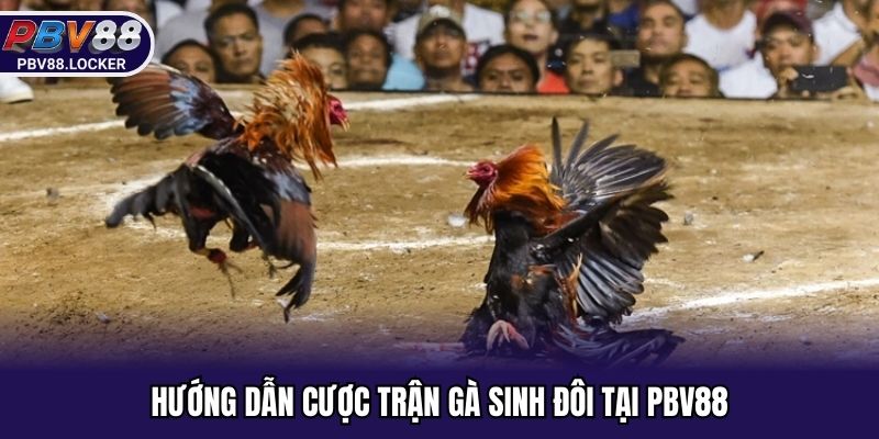 Hướng dẫn cách cược trận gà sinh đôi tại nhà cái PBV88