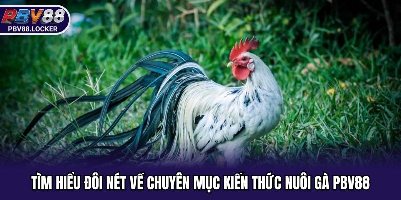 Tìm hiểu đôi nét về chuyên mục kiến thức nuôi gà PBV88