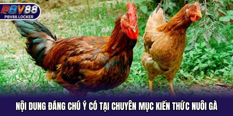 Nội dung đáng chú ý có tại chuyên mục kiến thức nuôi gà