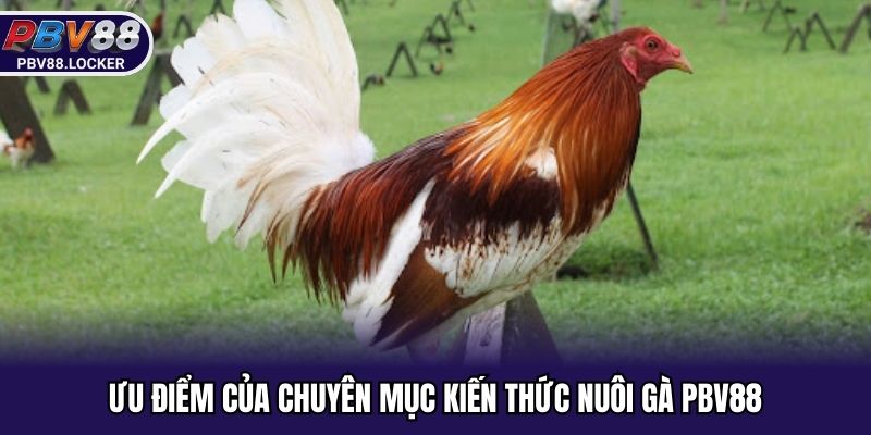 Ưu điểm của chuyên mục kiến thức nuôi gà PBV88