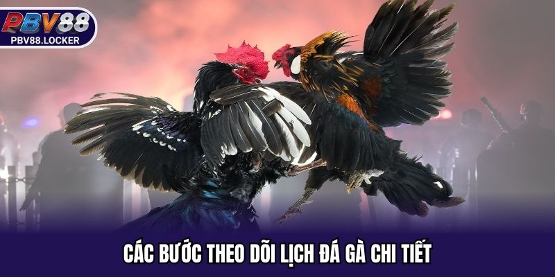 Các bước theo dõi lịch đá gà chi tiết