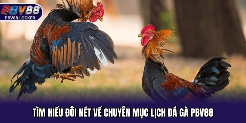 Tìm hiểu đôi nét về chuyên mục lịch đá gà PBV88