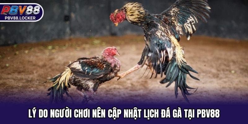 Lý do người chơi nên cập nhật lịch đá gà tại PBV88