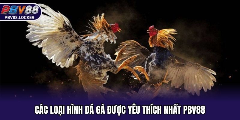 Các loại hình đá gà được yêu thích nhất PBV88