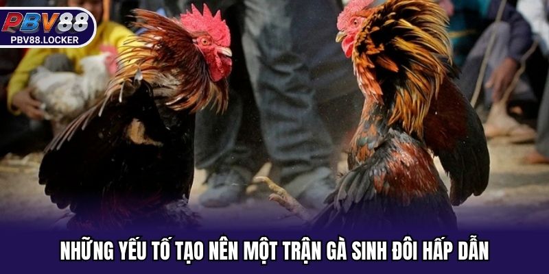 Sức hấp dẫn đến từ các trận gà sinh đôi