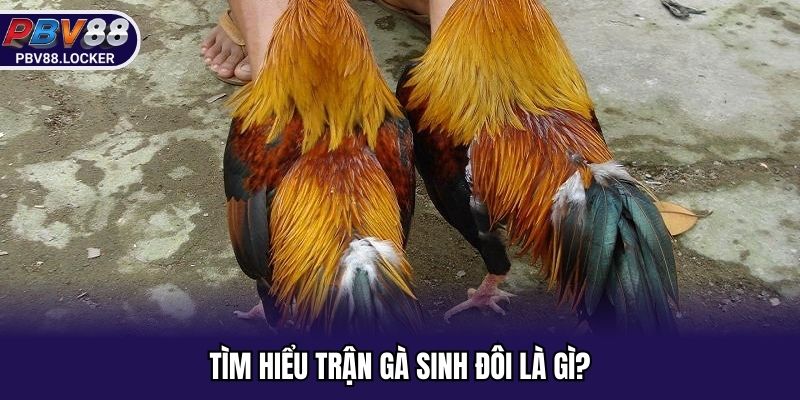 Cùng lý giải thế nào là trận gà sinh đôi