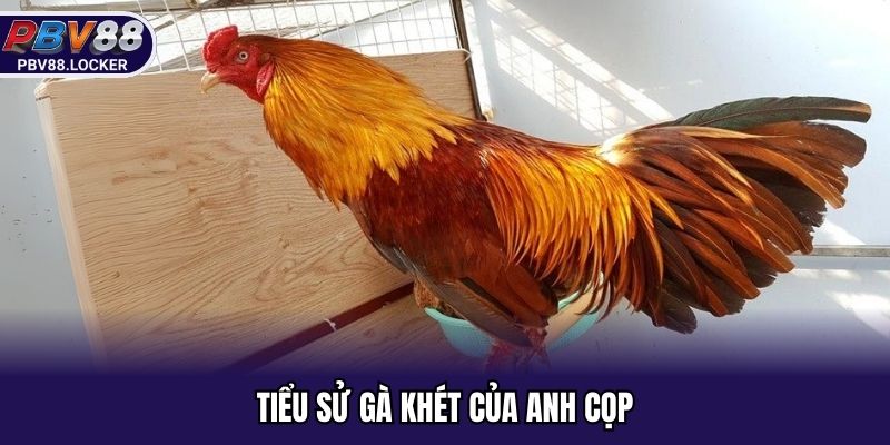Tiểu sử gà khét của anh Cọp