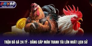 Trận Đá Gà 24 Tỷ