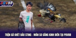 Trận Gà Khét Bảo Sting - Màn So Găng Kinh Điển Tại PBV88
