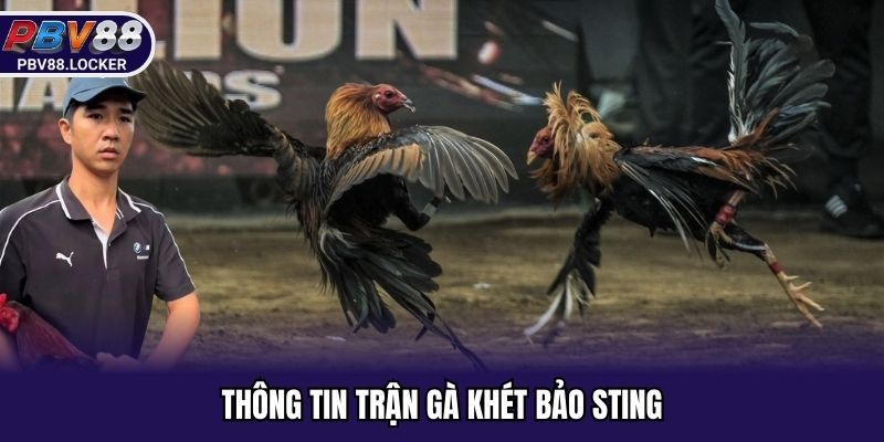 Sơ lược về trận gà khét Bảo Sting tại PBV88