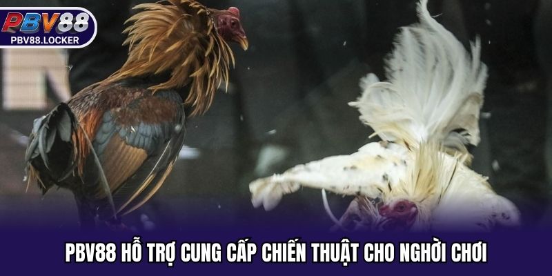 Dễ dàng tham khảo các phân tích từ chuyên gia PBV88