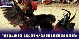 Trận Gà Sinh Đôi - Cuộc Đấu Hấp Dẫn Của Hai Bản Sao Hoàn Hảo