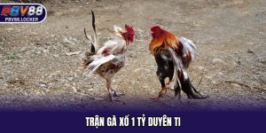 Trận Gà Xổ 1 Tỷ Duyên Ti